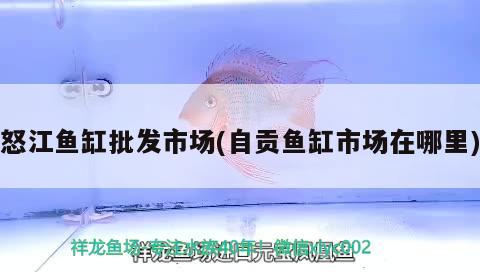 怒江魚缸批發(fā)市場(自貢魚缸市場在哪里) 純血皇冠黑白魟魚