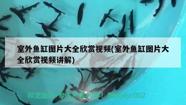 室外魚缸圖片大全欣賞視頻(室外魚缸圖片大全欣賞視頻講解)