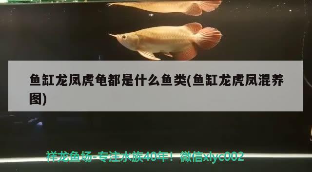 魚(yú)缸龍鳳虎龜都是什么魚(yú)類(魚(yú)缸龍虎鳳混養(yǎng)圖)