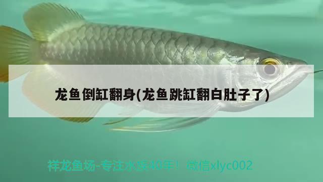 龍魚倒缸翻身(龍魚跳缸翻白肚子了) 白子金龍魚