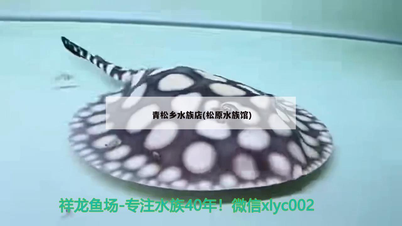 青松鄉(xiāng)水族店(松原水族館) 斯維尼關(guān)刀魚