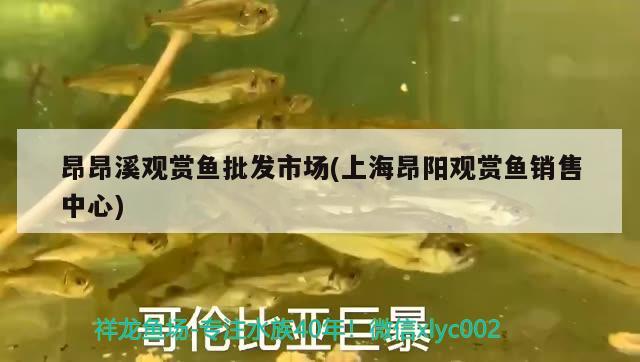 昂昂溪觀(guān)賞魚(yú)批發(fā)市場(chǎng)(上海昂陽(yáng)觀(guān)賞魚(yú)銷(xiāo)售中心) 觀(guān)賞魚(yú)批發(fā)