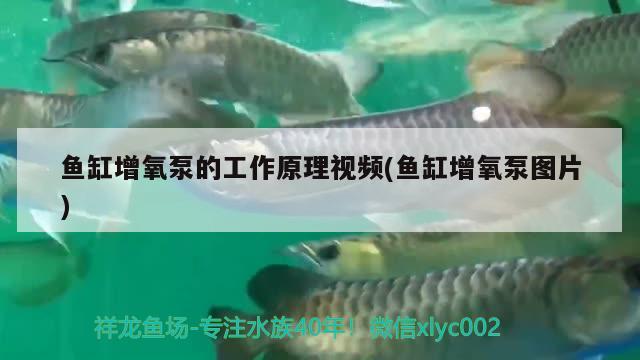 魚缸增氧泵的工作原理視頻(魚缸增氧泵圖片) 魚缸凈水劑