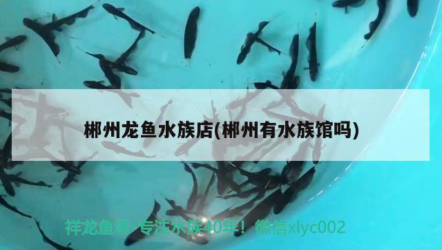 郴州龍魚水族店(郴州有水族館嗎) 野彩魚