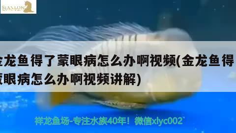 金龍魚得了蒙眼病怎么辦啊視頻(金龍魚得了蒙眼病怎么辦啊視頻講解) 斯維尼關(guān)刀魚