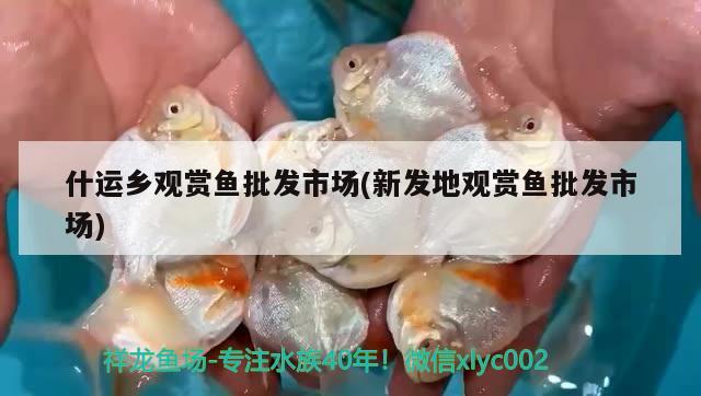 什運(yùn)鄉(xiāng)觀賞魚批發(fā)市場(新發(fā)地觀賞魚批發(fā)市場)