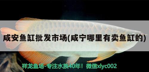 咸安魚缸批發(fā)市場(咸寧哪里有賣魚缸的)