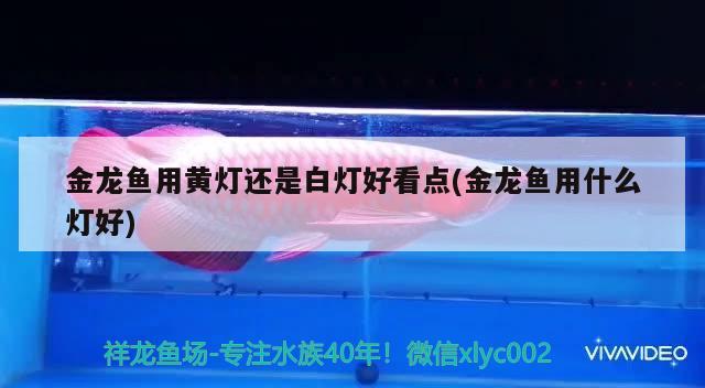 金龍魚用黃燈還是白燈好看點(金龍魚用什么燈好) 銀古魚苗