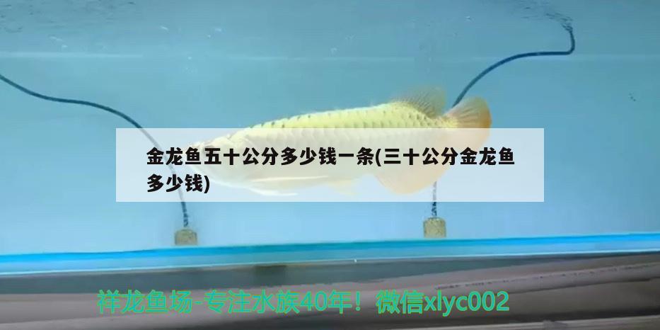 金龍魚五十公分多少錢一條(三十公分金龍魚多少錢) 白化火箭