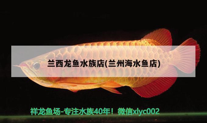 蘭西龍魚(yú)水族店(蘭州海水魚(yú)店) 海水魚(yú)