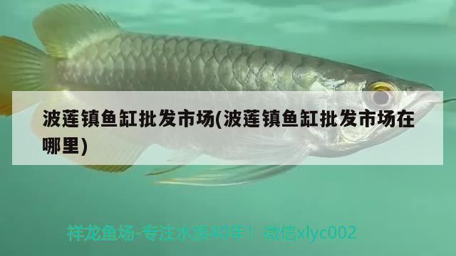 波蓮鎮(zhèn)魚缸批發(fā)市場(波蓮鎮(zhèn)魚缸批發(fā)市場在哪里)