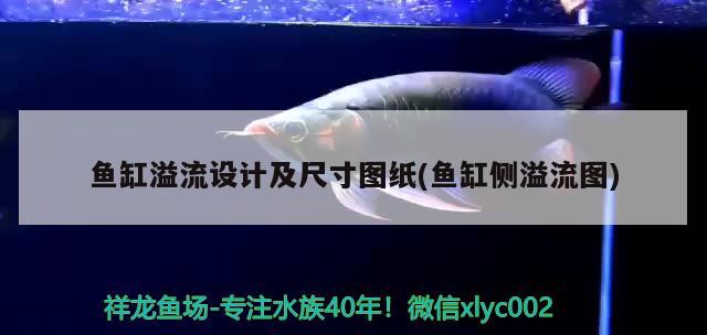 魚缸溢流設計及尺寸圖紙(魚缸側溢流圖) 成吉思汗鯊（球鯊）魚