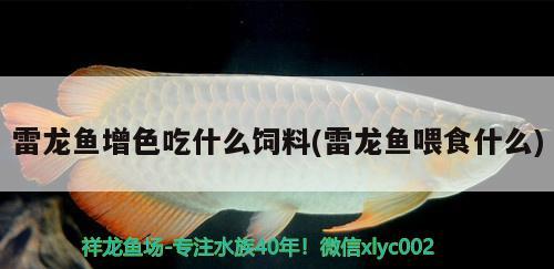 雷龍魚增色吃什么飼料(雷龍魚喂食什么)