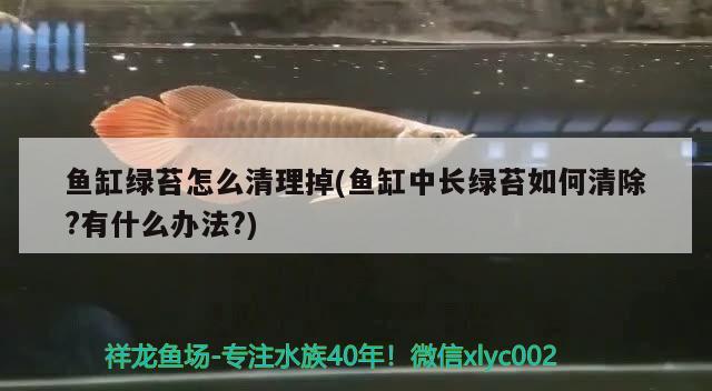 魚缸綠苔怎么清理掉(魚缸中長(zhǎng)綠苔如何清除?有什么辦法?) 羅漢魚批發(fā)