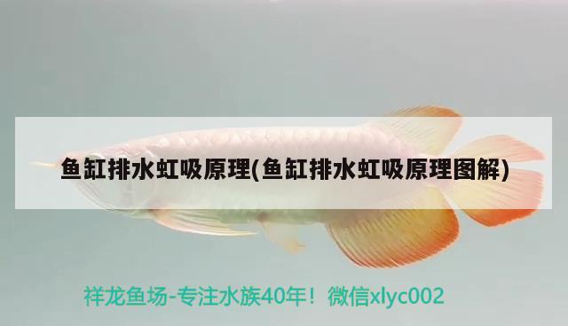 魚缸排水虹吸原理(魚缸排水虹吸原理圖解) 廣州祥龍國際水族貿(mào)易