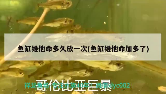 魚缸維他命多久放一次(魚缸維他命加多了) 過(guò)背金龍魚