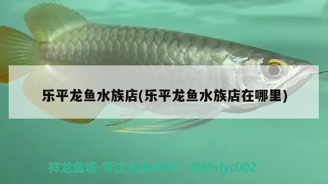 樂平龍魚水族店(樂平龍魚水族店在哪里) 赤荔鳳冠魚