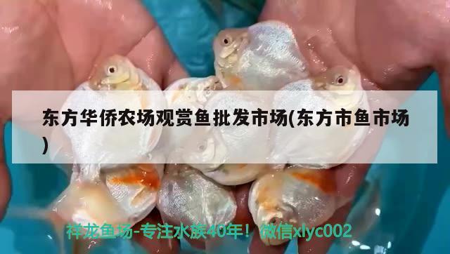 東方華僑農場觀賞魚批發(fā)市場(東方市魚市場) 觀賞魚批發(fā)