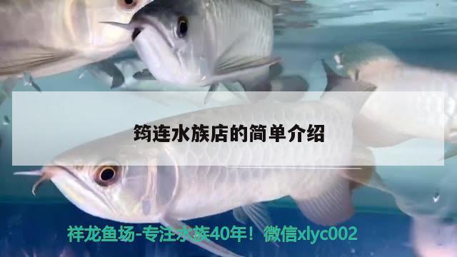 筠連水族店的簡(jiǎn)單介紹 羽毛刀魚苗