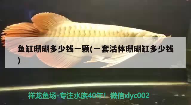 魚缸珊瑚多少錢一顆(一套活體珊瑚缸多少錢)