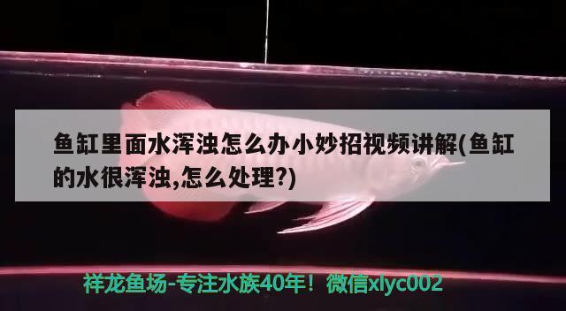 魚(yú)缸里面水渾濁怎么辦小妙招視頻講解(魚(yú)缸的水很渾濁,怎么處理?) 龍鳳鯉魚(yú)