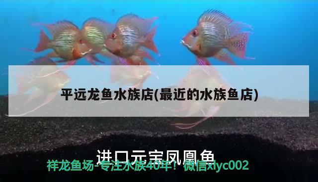 平遠(yuǎn)龍魚水族店(最近的水族魚店) 過背金龍魚