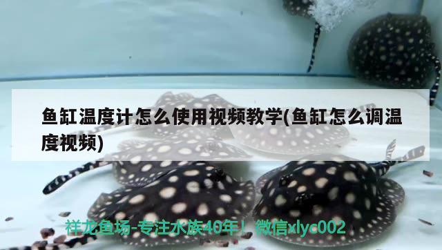 魚缸溫度計怎么使用視頻教學(xué)(魚缸怎么調(diào)溫度視頻) 豹紋夫魚苗