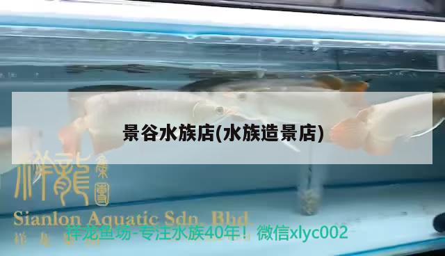 景谷水族店(水族造景店) 過(guò)背金龍魚(yú)