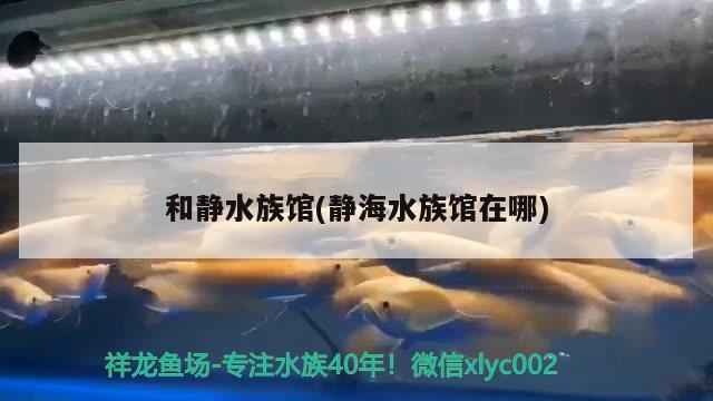 和靜水族館(靜海水族館在哪) 慈雕魚