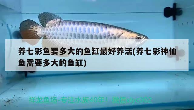 養(yǎng)七彩魚要多大的魚缸最好養(yǎng)活(養(yǎng)七彩神仙魚需要多大的魚缸) 七彩神仙魚