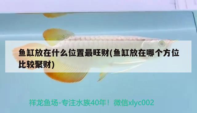 魚缸放在什么位置最旺財(魚缸放在哪個方位比較聚財)