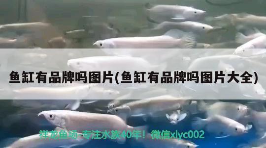 魚(yú)缸有品牌嗎圖片(魚(yú)缸有品牌嗎圖片大全)