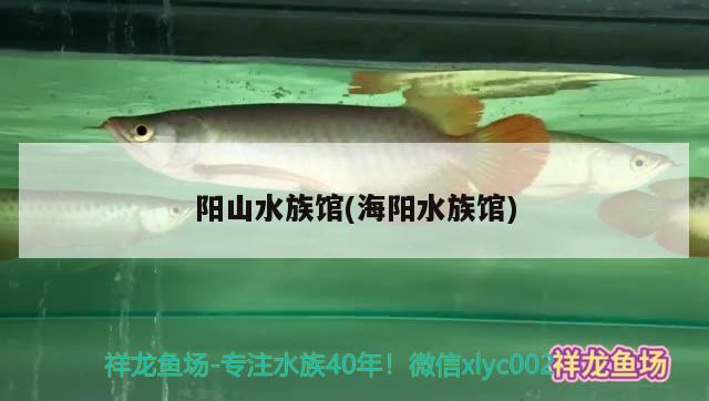 陽山水族館(海陽水族館) 觀賞蝦蟹等飼料