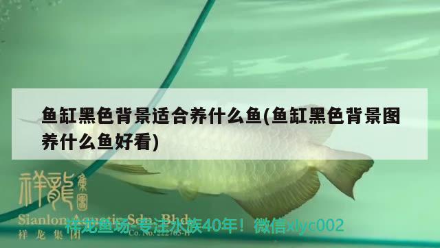 魚缸黑色背景適合養(yǎng)什么魚(魚缸黑色背景圖養(yǎng)什么魚好看) 祥龍赫舞紅龍魚