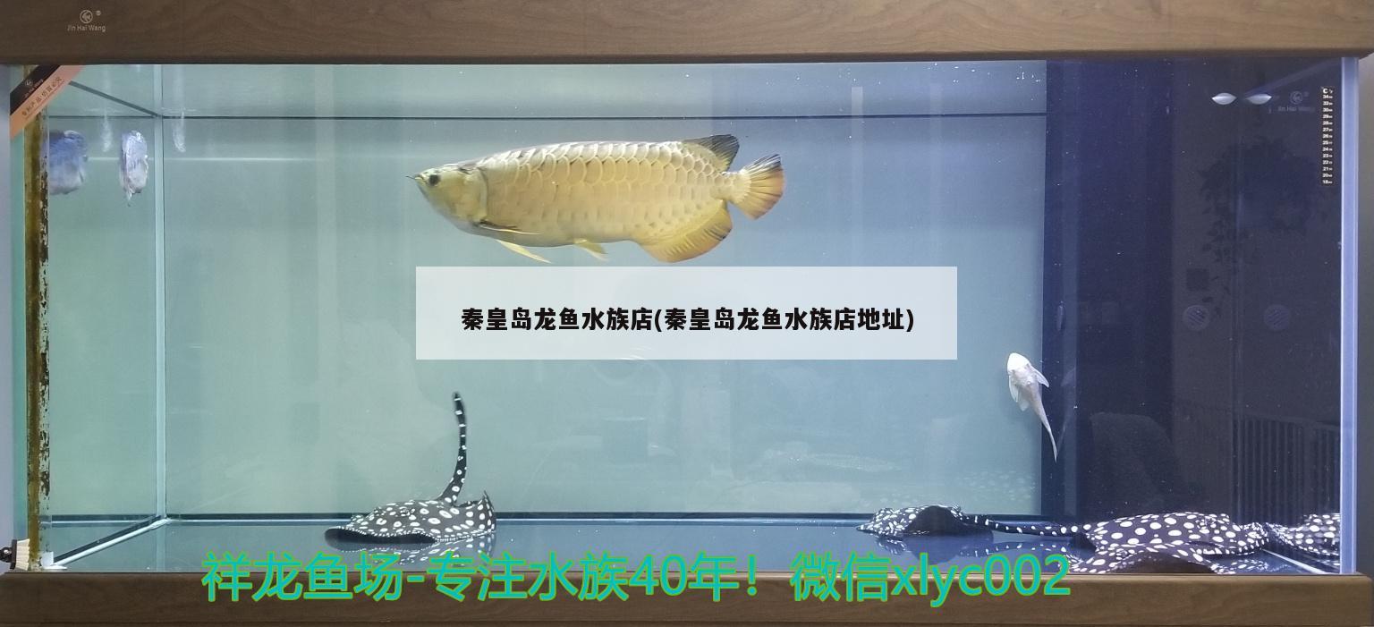 秦皇島龍魚水族店(秦皇島龍魚水族店地址) 泰國虎魚