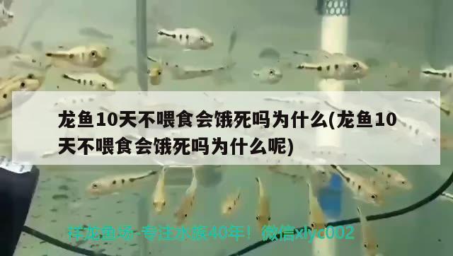 龍魚10天不喂食會餓死嗎為什么(龍魚10天不喂食會餓死嗎為什么呢) 白子銀龍魚苗