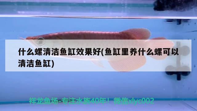 什么螺清潔魚缸效果好(魚缸里養(yǎng)什么螺可以清潔魚缸) 黃金夢(mèng)幻雷龍魚