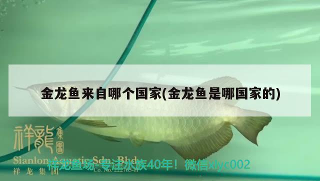 金龍魚來自哪個(gè)國家(金龍魚是哪國家的)