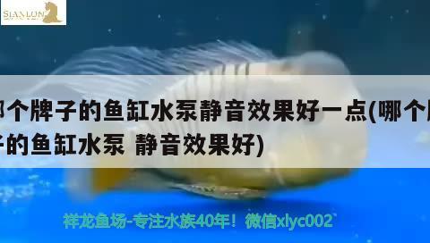 哪個牌子的魚缸水泵靜音效果好一點(哪個牌子的魚缸水泵靜音效果好)