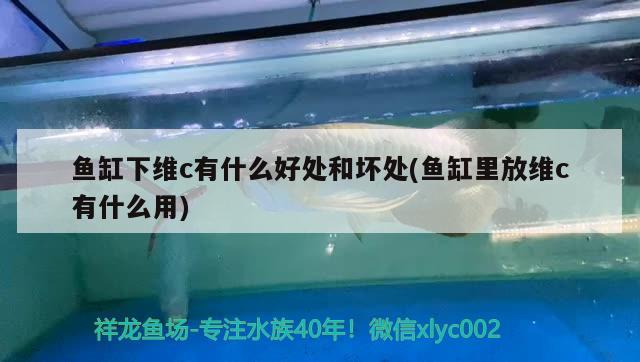 魚(yú)缸下維c有什么好處和壞處(魚(yú)缸里放維c有什么用) 豹紋夫魚(yú)苗