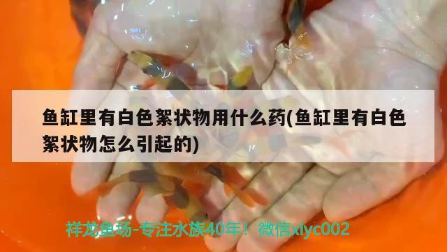 魚缸里有白色絮狀物用什么藥(魚缸里有白色絮狀物怎么引起的) 錦鯉池魚池建設(shè)