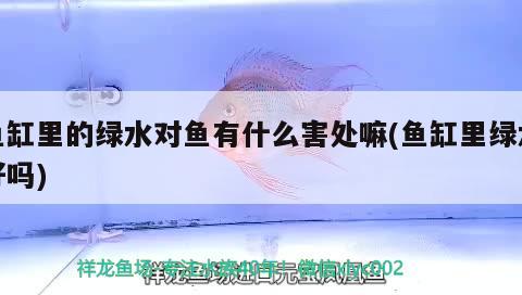 魚(yú)缸里的綠水對(duì)魚(yú)有什么害處嘛(魚(yú)缸里綠水好嗎) 孵化器