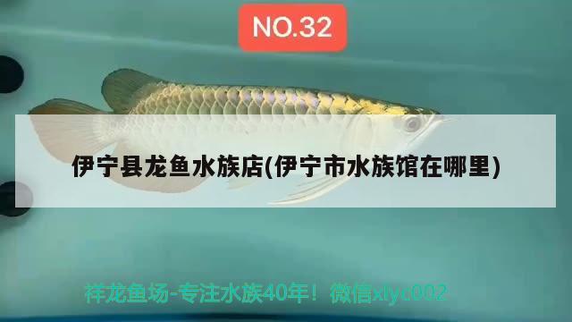 伊寧縣龍魚(yú)水族店(伊寧市水族館在哪里) 一眉道人魚(yú)苗