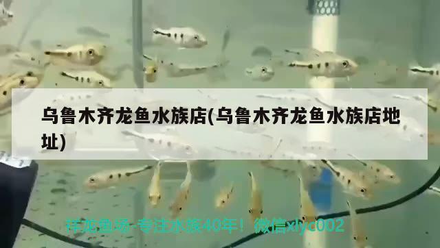 烏魯木齊龍魚水族店(烏魯木齊龍魚水族店地址) 魟魚百科