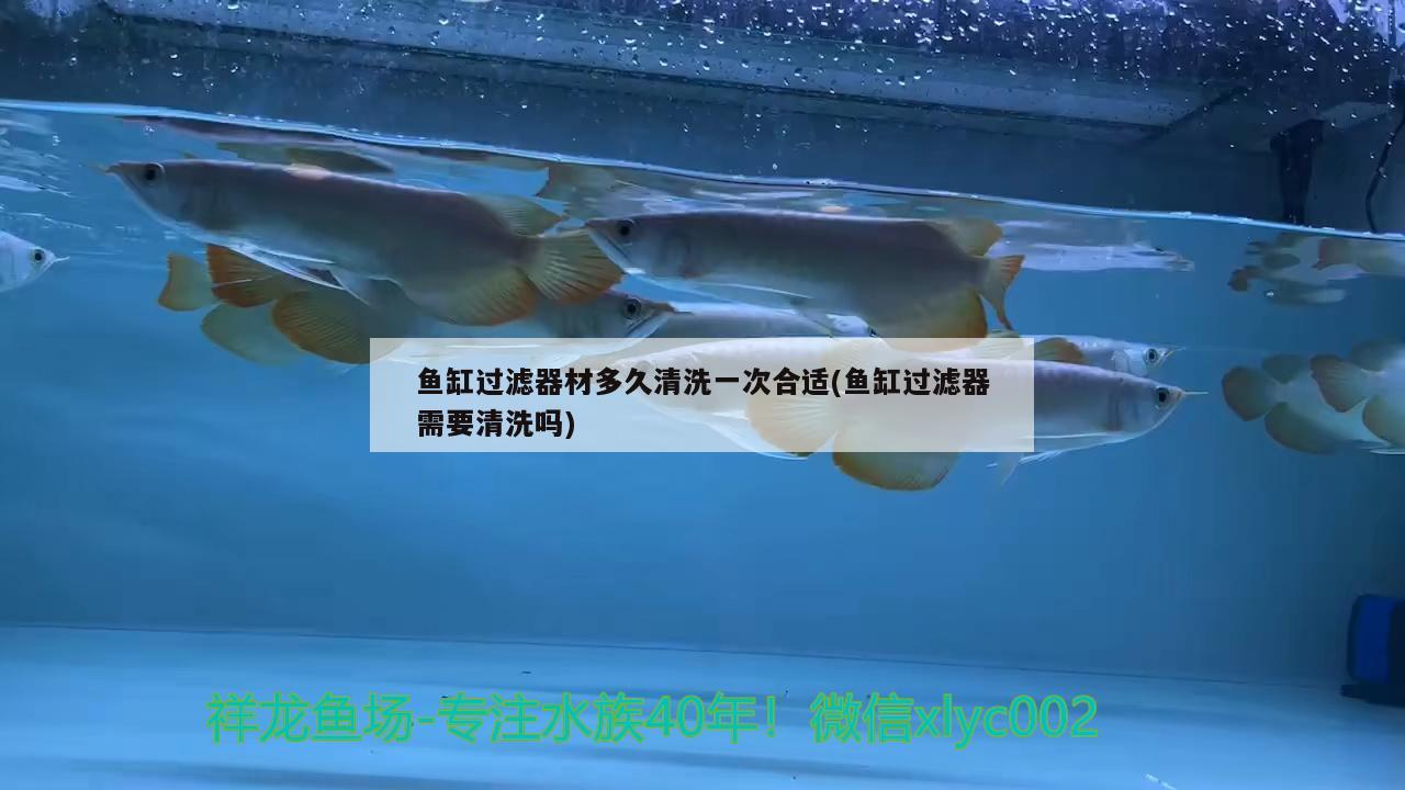 魚(yú)缸過(guò)濾器材多久清洗一次合適(魚(yú)缸過(guò)濾器需要清洗嗎)