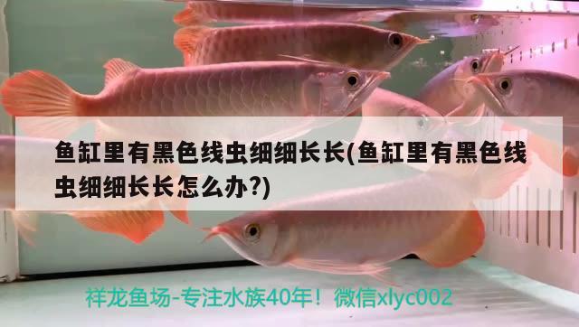 魚缸里有黑色線蟲細(xì)細(xì)長(zhǎng)長(zhǎng)(魚缸里有黑色線蟲細(xì)細(xì)長(zhǎng)長(zhǎng)怎么辦?) 白化火箭