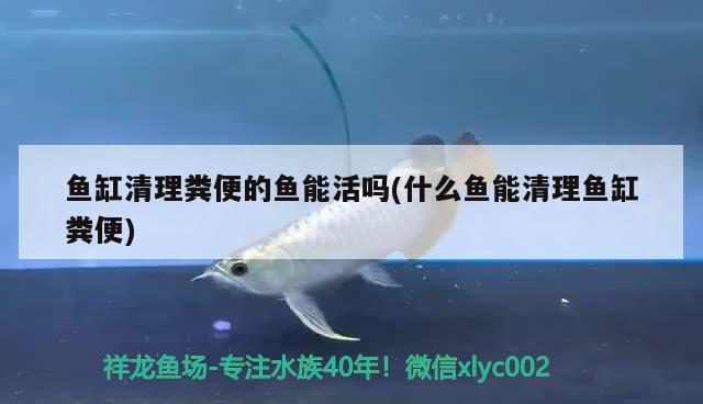 魚缸清理糞便的魚能活嗎(什么魚能清理魚缸糞便)