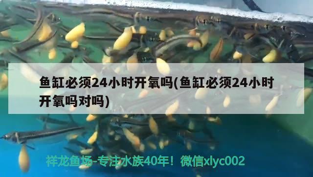 魚缸必須24小時(shí)開氧嗎(魚缸必須24小時(shí)開氧嗎對(duì)嗎)