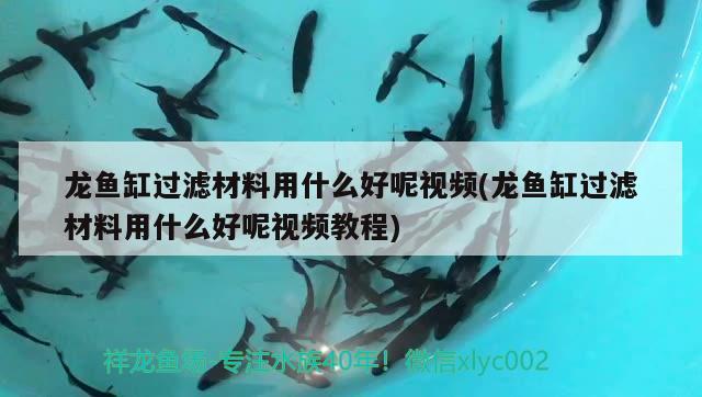 龍魚缸過濾材料用什么好呢視頻(龍魚缸過濾材料用什么好呢視頻教程)