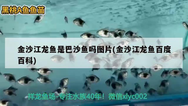 金沙江龍魚是巴沙魚嗎圖片(金沙江龍魚百度百科)